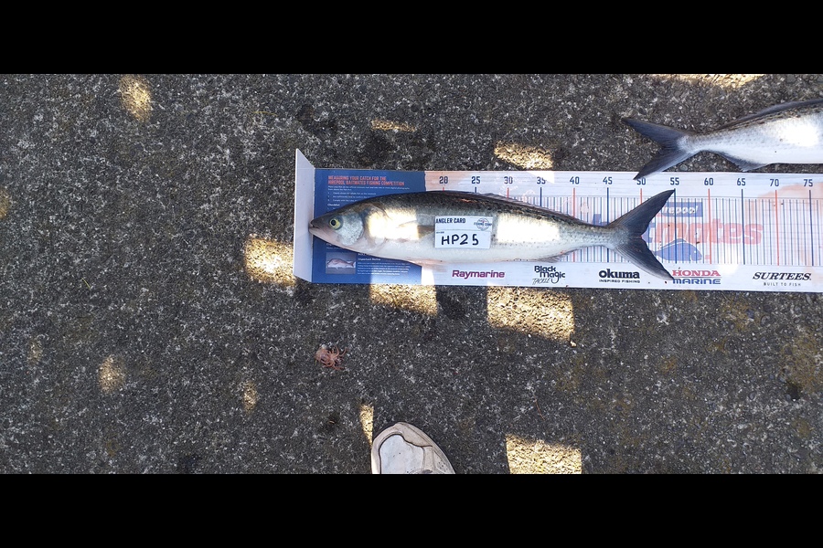 Murray Stratford caught this 50.0cm Kahawai at Wellington during The Export NZ Fishing Competition