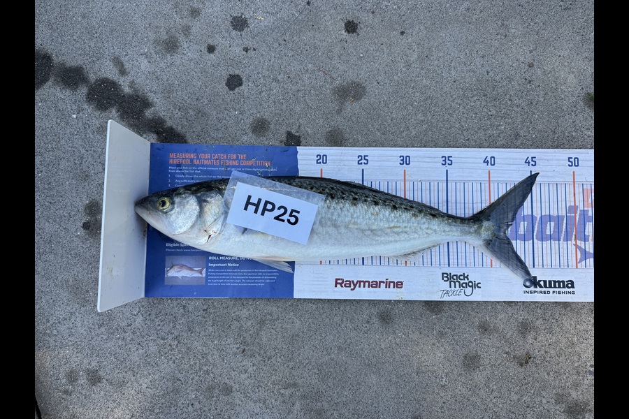 Nicholas Mowlem caught this 41.5cm Kahawai at Bay of Plenty during The Export NZ Fishing Competition