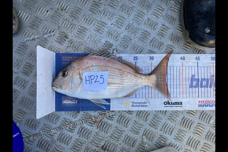 James Farley caught this 34.5cm Snapper at Auckland during The Export NZ Fishing Competition