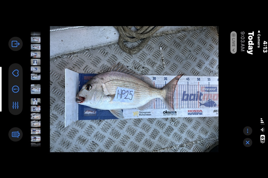 Eden Farley caught this 38.0cm Snapper at Auckland during The Export NZ Fishing Competition