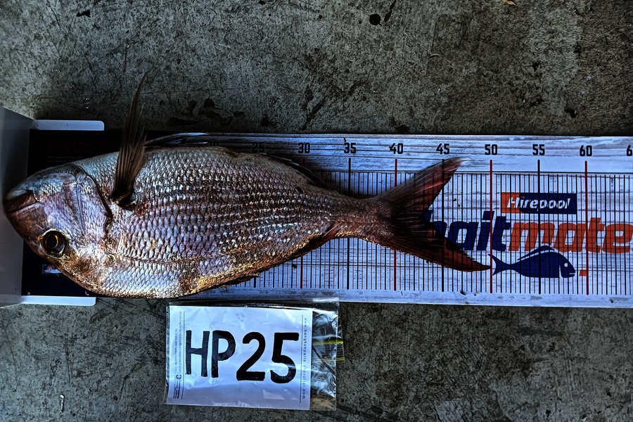 Carter Cross caught this 43cm Snapper at Coromandel during The Export NZ Fishing Competition