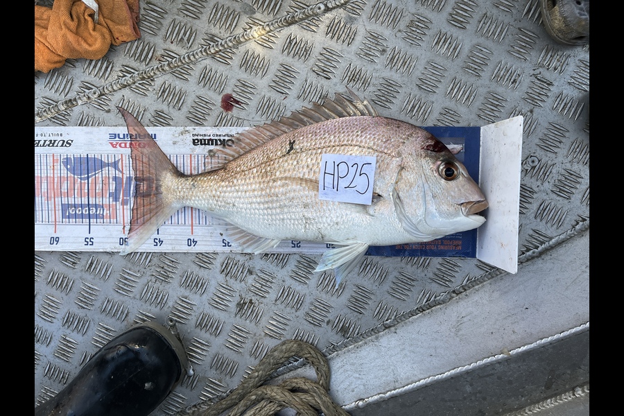 Louise Farley caught this 48.0cm Snapper at Auckland during The Export NZ Fishing Competition