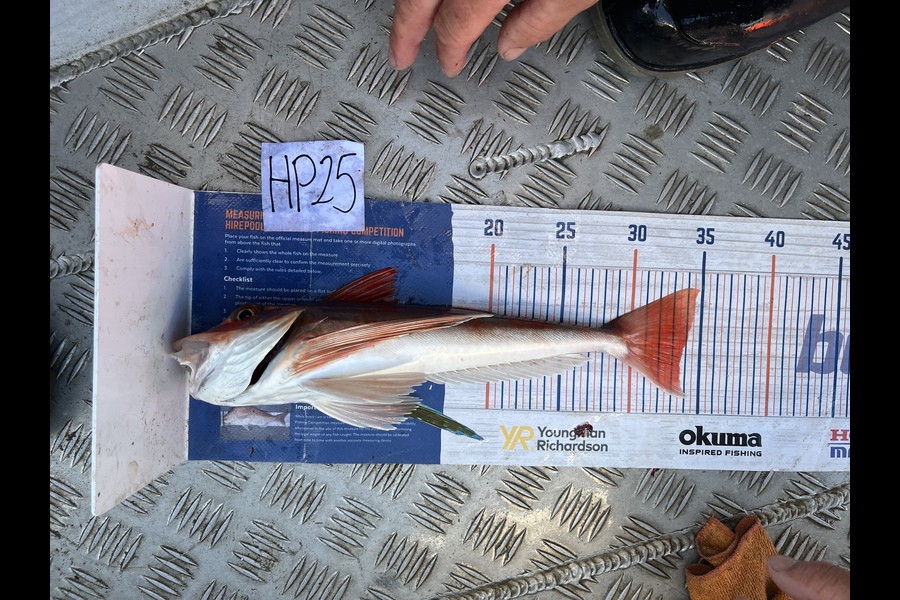 Louise Farley caught this 33.5cm Gurnard at Auckland during The Export NZ Fishing Competition