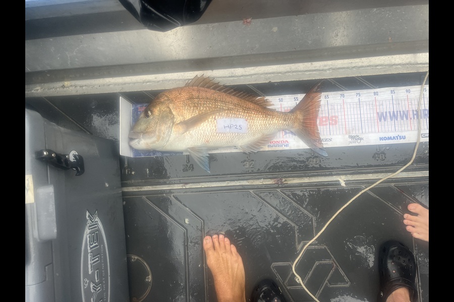 Candy Cunis caught this 61.0cm Snapper at Northland during The Export NZ Fishing Competition