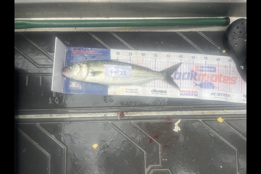 Candy Cunis caught this 41.0cm Kahawai at Northland during The Export NZ Fishing Competition