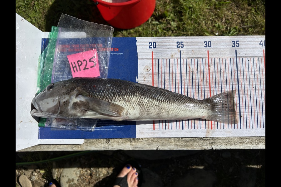 Angela Gadsby caught this 34.0cm Blue Cod at Nelson/Marlborough during The Export NZ Fishing Competition