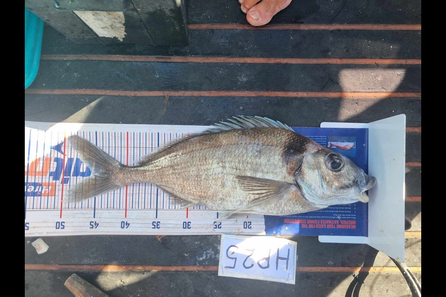 Scott Brenton caught this 45.0cm Tarakihi at Wellington during The Export NZ Fishing Competition