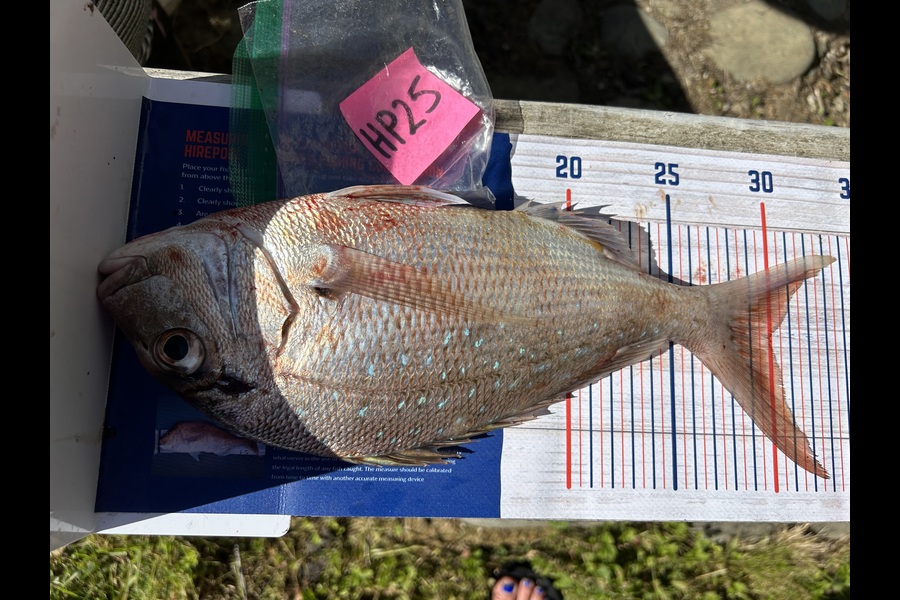 Angela Gadsby caught this 30.0cm Snapper at Nelson/Marlborough during The Export NZ Fishing Competition