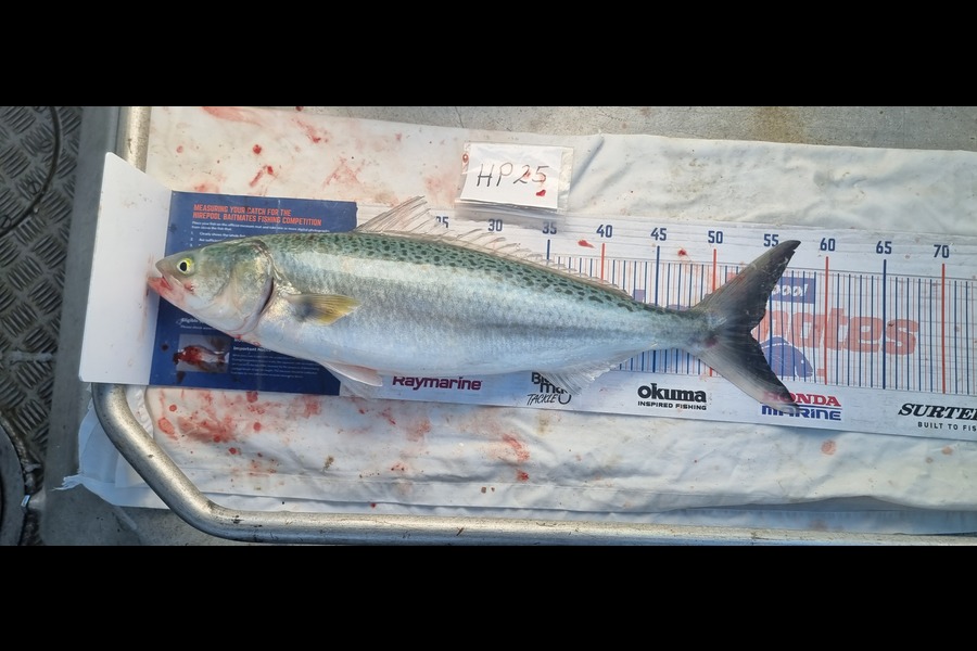 Phillip Rose caught this 53.0cm Kahawai at Nelson/Marlborough during The Export NZ Fishing Competition