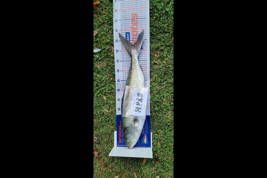 Ian Rouse caught this 52.5cm Kahawai at Hawkes Bay during The Export NZ Fishing Competition