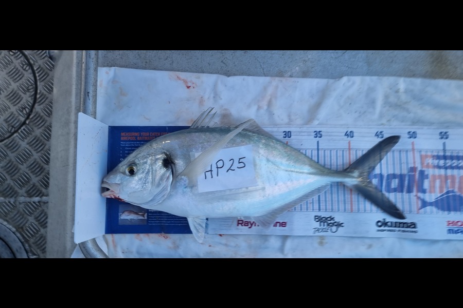 Phillip Rose caught this 42.5cm Trevally at Nelson/Marlborough during The Export NZ Fishing Competition