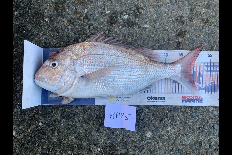 Andy Lash caught this 48.0cm Snapper at Nelson/Marlborough during The Export NZ Fishing Competition