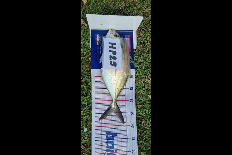Ian Rouse caught this 34.5cm Trevally at Hawkes Bay during The Export NZ Fishing Competition