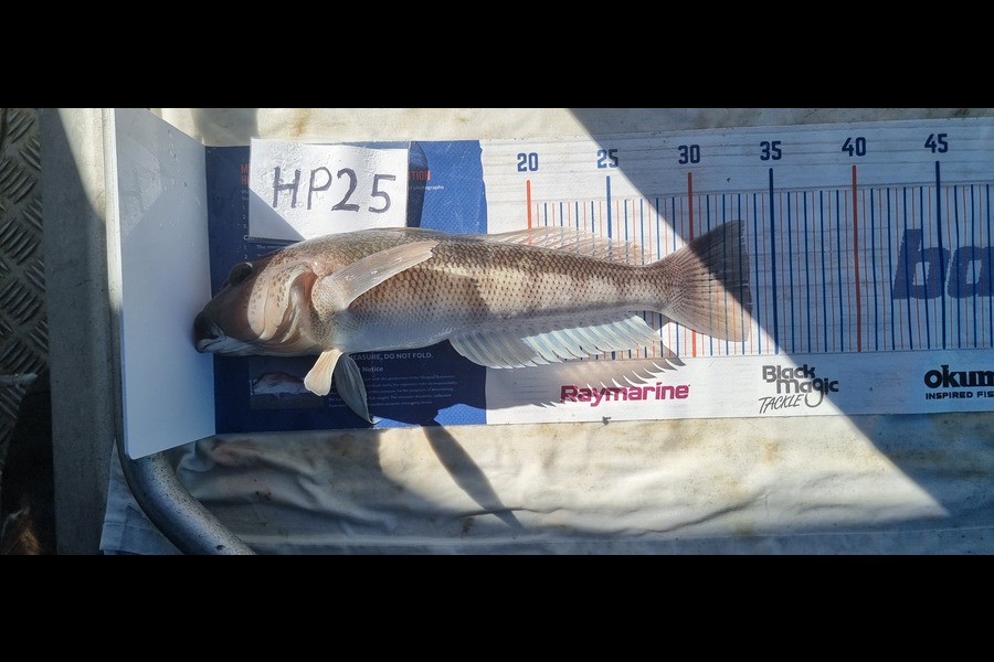 Phillip Rose caught this 33.5cm Blue Cod at Nelson/Marlborough during The Export NZ Fishing Competition