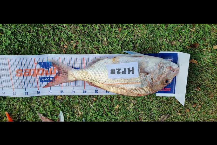 Daryl Lincoln caught this 51.0cm Snapper at Hawkes Bay during The Export NZ Fishing Competition