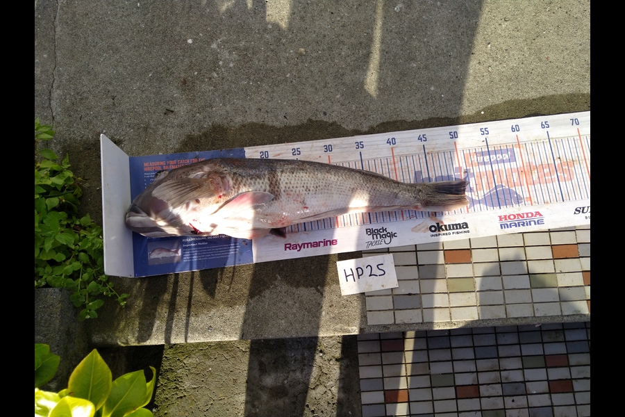 Steve  Brown  caught this 50.0cm Blue Cod at Wellington during The Export NZ Fishing Competition