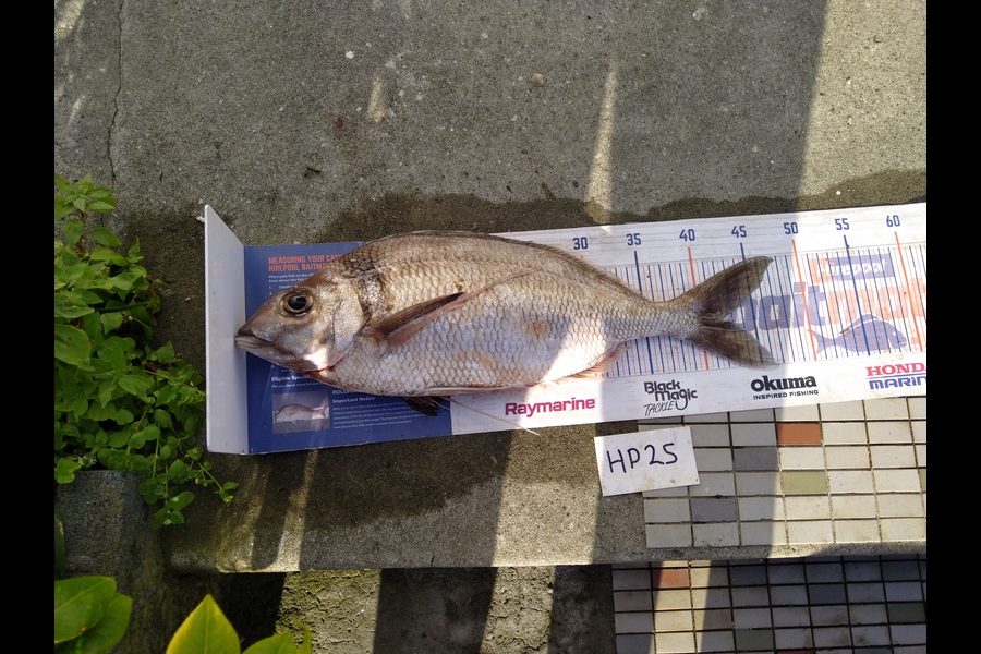 Steve  Brown  caught this 42.0cm Tarakihi at Wellington during The Export NZ Fishing Competition