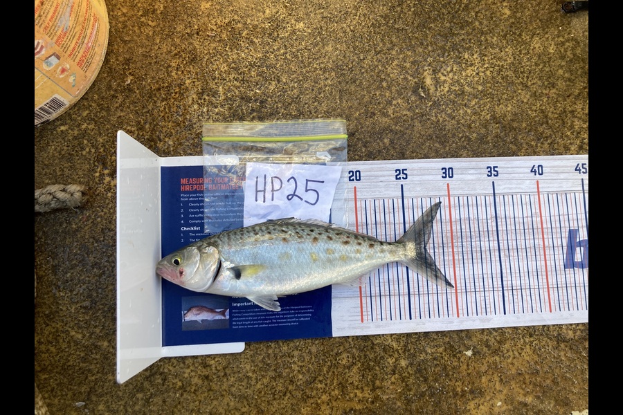 Anthony Murray caught this 27.0cm Kahawai at Wellington during The Export NZ Fishing Competition