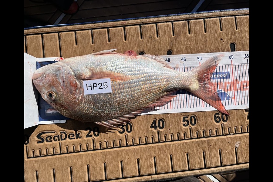 Mark Loper caught this 53.0cm Snapper at Wellington during The Export NZ Fishing Competition