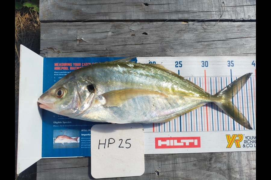 Wayne Farrow caught this 34.5cm Trevally at Bay of Plenty during The Export NZ Fishing Competition