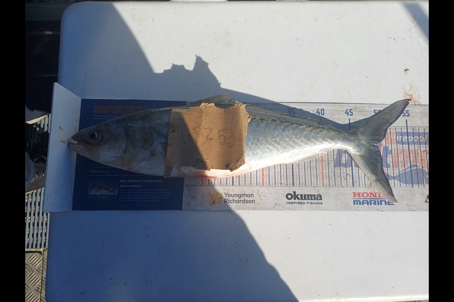 Brendon Iremonger caught this 48.5cm Kahawai at Taranaki during The Export NZ Fishing Competition