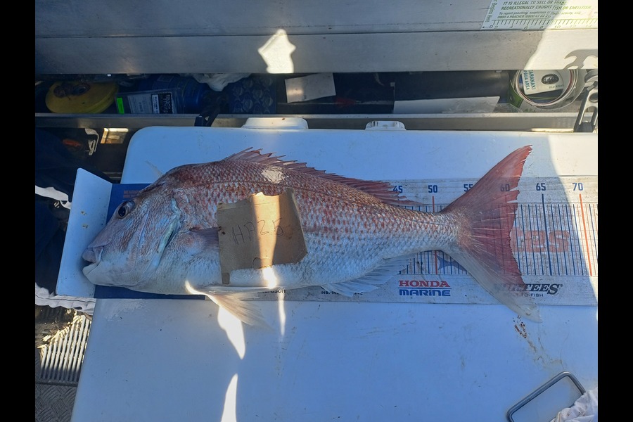 Brendon Iremonger caught this 60.0cm Snapper at Taranaki during The Export NZ Fishing Competition
