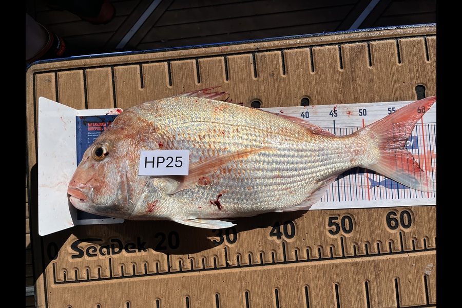 Jeremy McKibbin caught this 56.0cm Snapper at Wellington during The Export NZ Fishing Competition