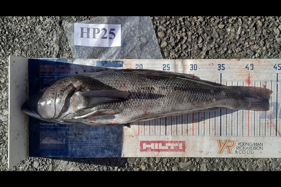 Leigh Page caught this 43.5cm Blue Cod at Wellington during The Export NZ Fishing Competition