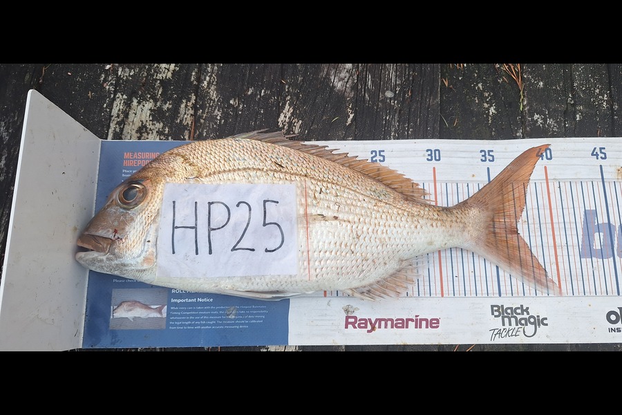 Trevor Hopson caught this 37.0cm Snapper at Coromandel during The Export NZ Fishing Competition