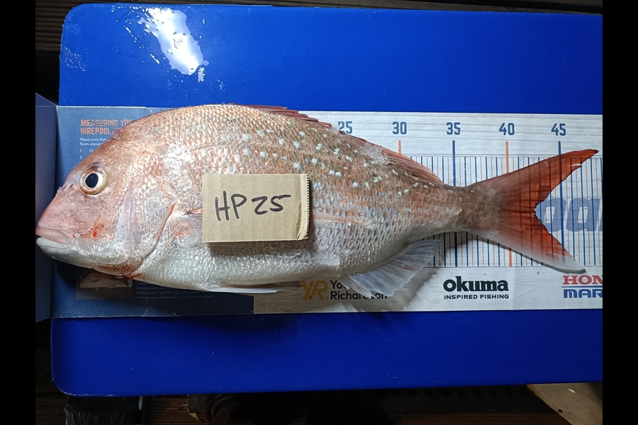 Nathan Lynn Watts caught this 42.0cm Snapper at Wellington during The Export NZ Fishing Competition