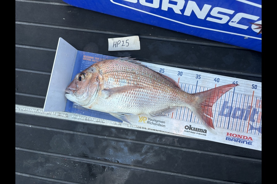 Tony Flowers caught this 39.0cm Snapper at Wellington during The Export NZ Fishing Competition