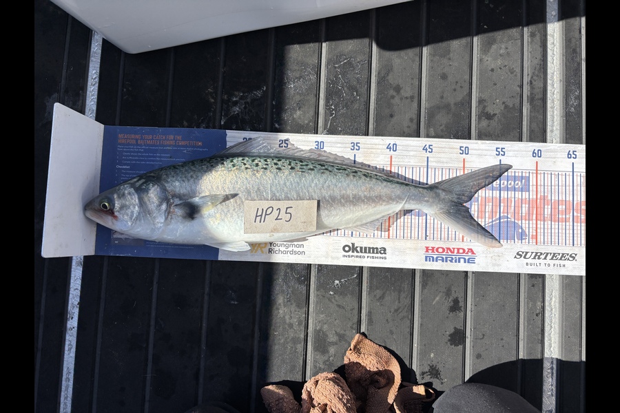 Tony Flowers caught this 49.5cm Kahawai at Wellington during The Export NZ Fishing Competition