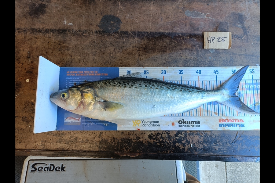 Nathan Lynn Watts caught this 50.0cm Kahawai at Wellington during The Export NZ Fishing Competition