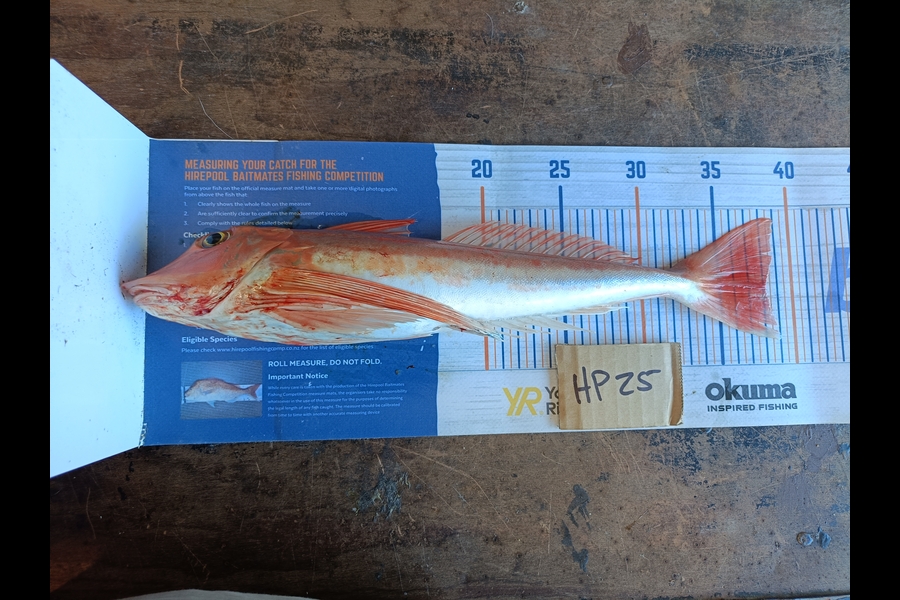 Nathan Lynn Watts caught this 38.0cm Gurnard at Wellington during The Export NZ Fishing Competition