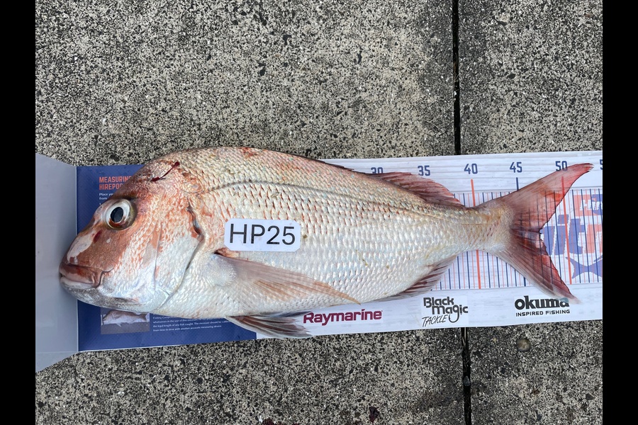 John Twentyman caught this 47.0cm Snapper at Coromandel during The Export NZ Fishing Competition