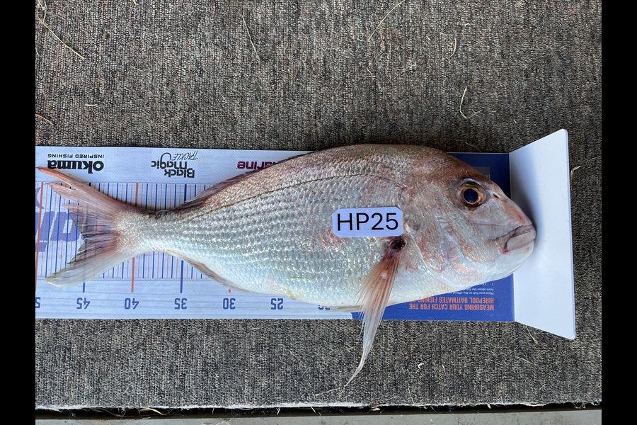 John Twentyman caught this 45.0cm Snapper at Coromandel during The Export NZ Fishing Competition