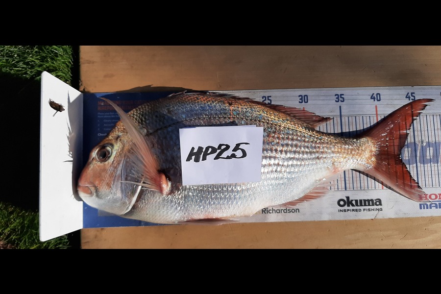Mark Wickens caught this 42.5cm Snapper at Wellington during The Export NZ Fishing Competition