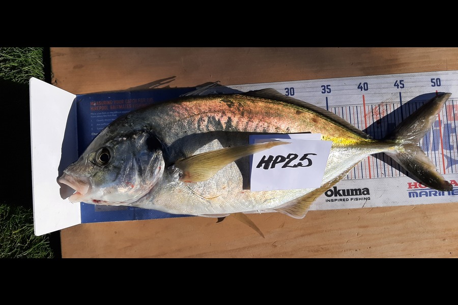 Mark Wickens caught this 46.5cm Trevally at Wellington during The Export NZ Fishing Competition