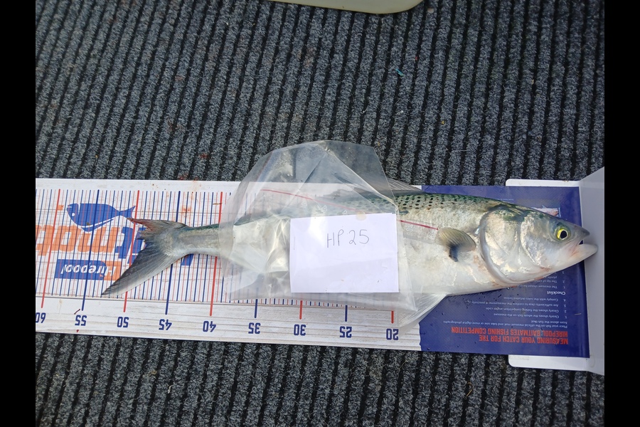 Jan Christoffel Greyling caught this 48.5cm Kahawai at Hawkes Bay during The Export NZ Fishing Competition