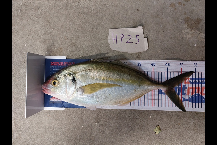 Andrew Wooster caught this 47.0cm Trevally at Wellington during The Export NZ Fishing Competition