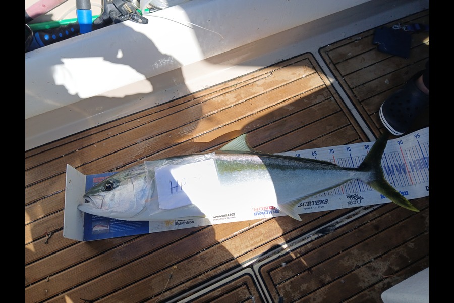Jenny Bailey caught this 82.5cm Kingfish at Waikato during The Export NZ Fishing Competition