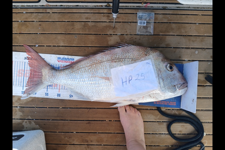 Jenny Bailey caught this 62.5cm Snapper at Waikato during The Export NZ Fishing Competition