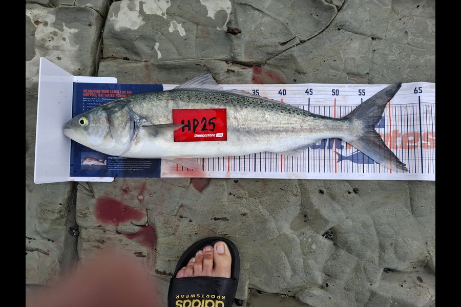 Kelvin Carpenter caught this 57.0cm Kahawai at Hawkes Bay during The Export NZ Fishing Competition