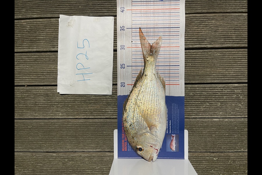 Martin Lee caught this 30.5cm Snapper at Auckland during The Export NZ Fishing Competition