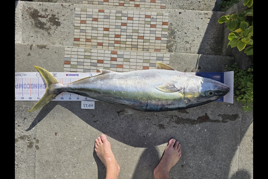 David  Douglas  caught this 109.5cm Kingfish at Wellington during The Export NZ Fishing Competition
