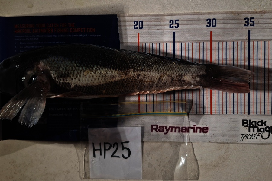 Oscar Young caught this 35.0cm Blue Cod at Canterbury during The Export NZ Fishing Competition
