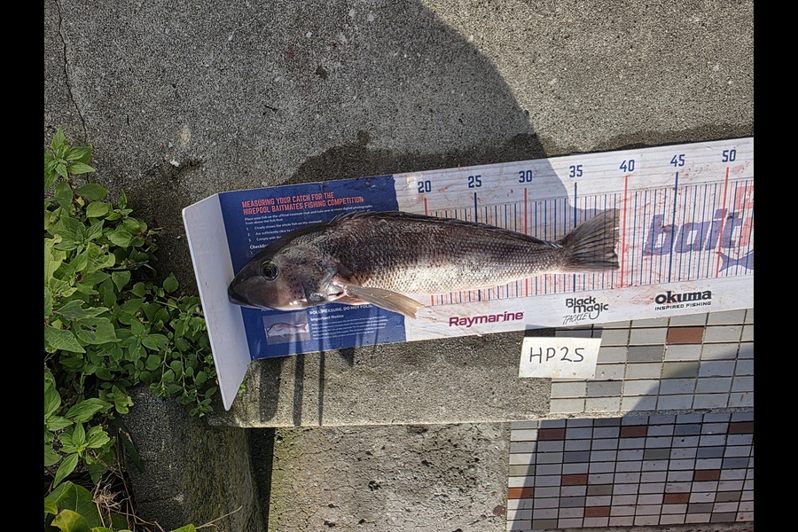 David  Douglas  caught this 39.0cm Blue Cod at Wellington during The Export NZ Fishing Competition