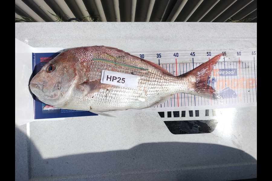 Nathan Bath caught this 49.0cm Snapper at Hawkes Bay during The Export NZ Fishing Competition