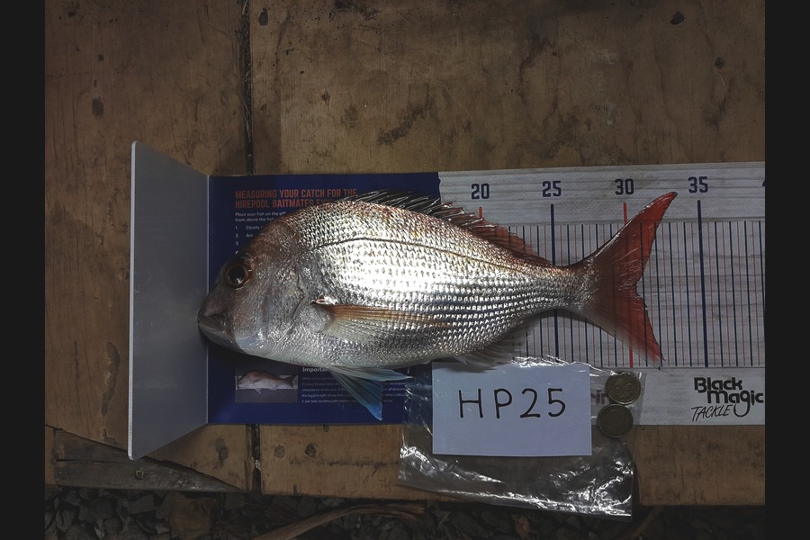 Arlo Lovegrove caught this 30.5cm Snapper at Auckland during The Export NZ Fishing Competition