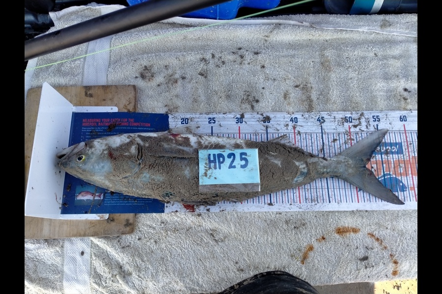Christian Tewhaiti caught this 52.0cm Kahawai at Hawkes Bay during The Export NZ Fishing Competition